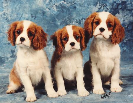 Angelspride Cavalier King Charles Spaniel