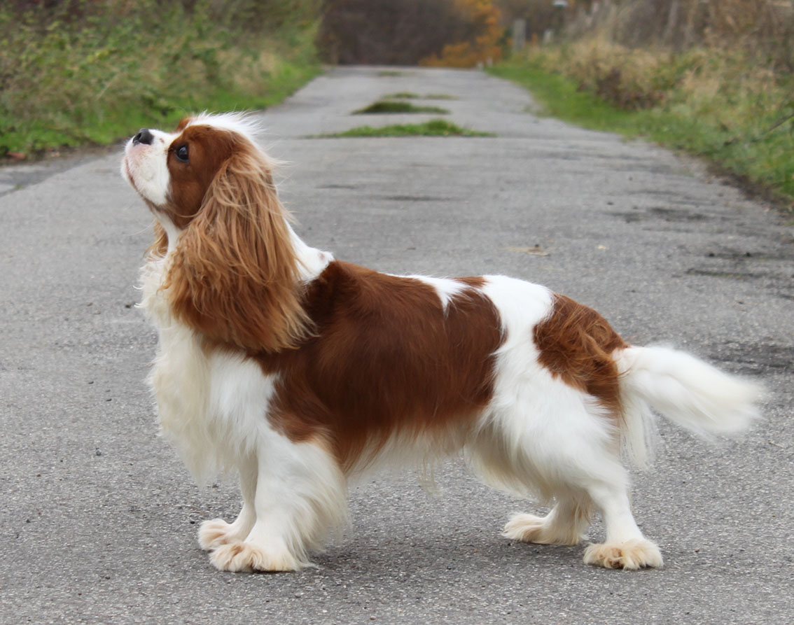 champdogs cavalier puppies